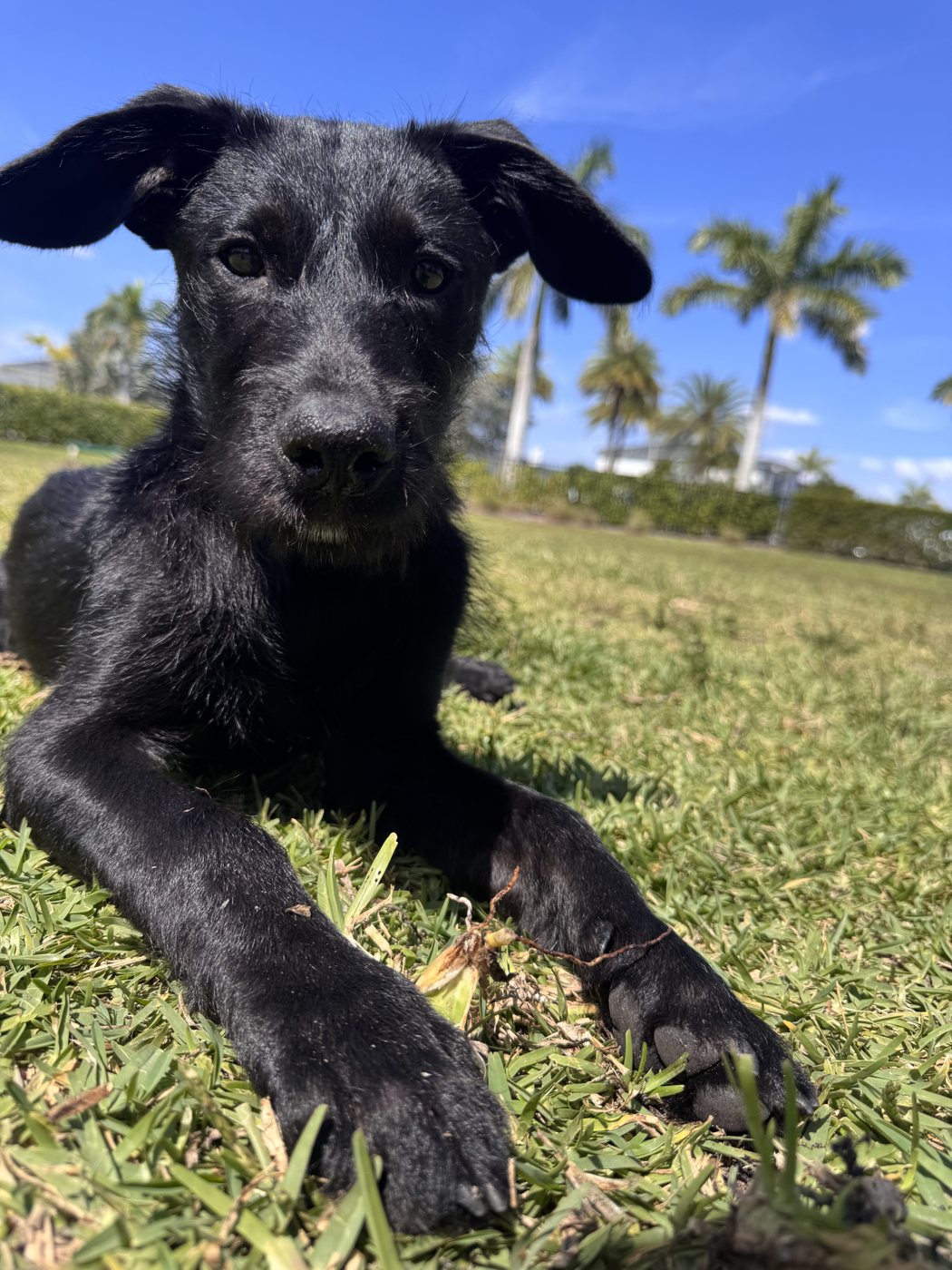 Charley, the black dog