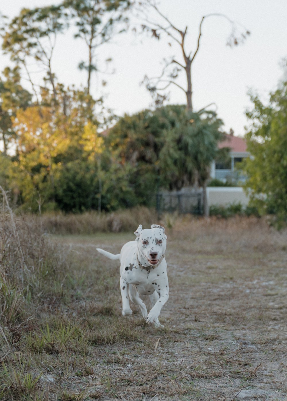Dalmatian running in a Southwest Florida field